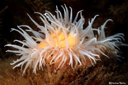 Gosse Anemone.Outer Lee's Strangford Lough.Co Down.N.Irel... by Andrew Rankin 